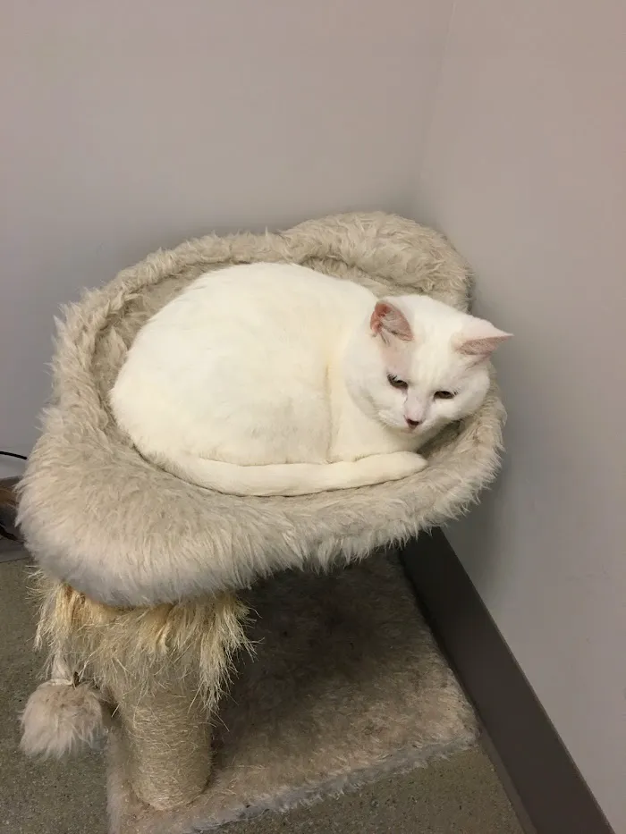 Peachtree Creek Animal Hospital 4