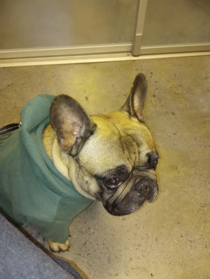 Peachtree Creek Animal Hospital 10