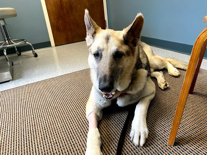 Northlake Veterinary Surgery 12