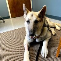 Northlake Veterinary Surgery ico