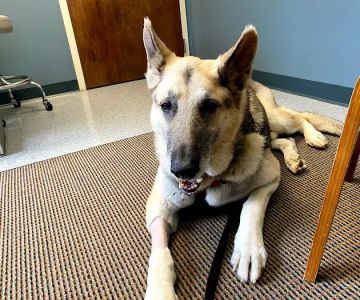 Northlake Veterinary Surgery