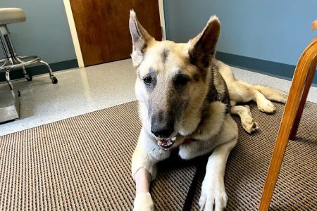 Northlake Veterinary Surgery