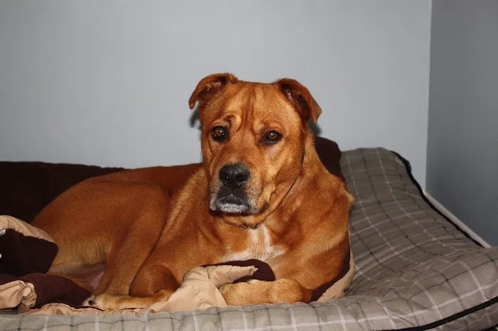 Northlake Veterinary Surgery 12