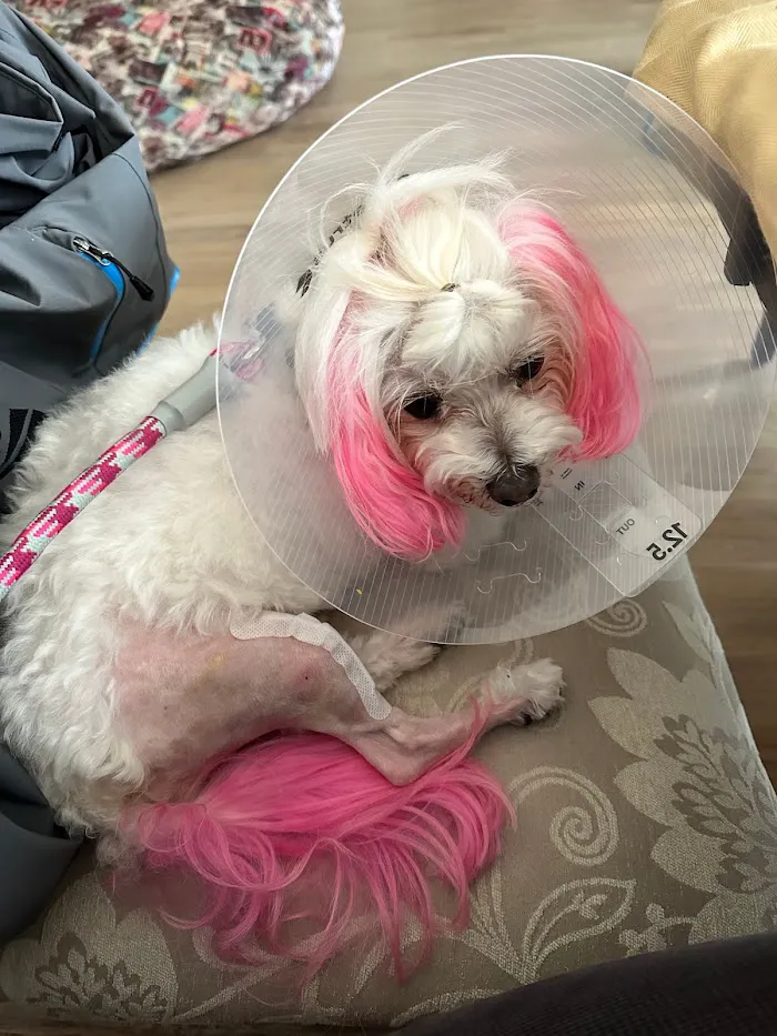 Northlake Veterinary Surgery 12