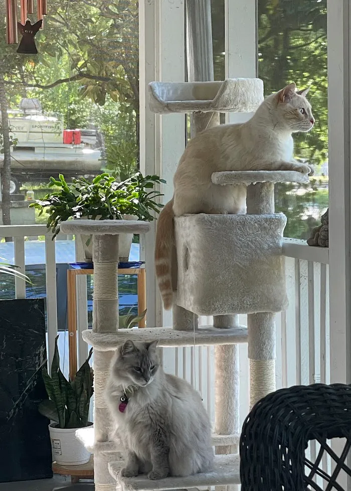 Spring Lake Animal Hospital 4
