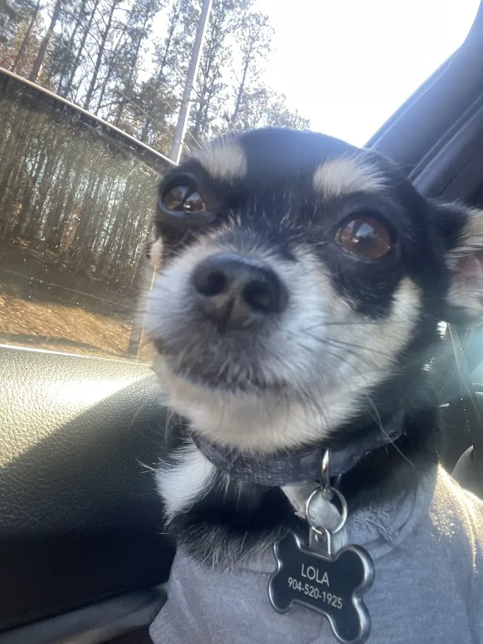 Spring Lake Animal Hospital 1