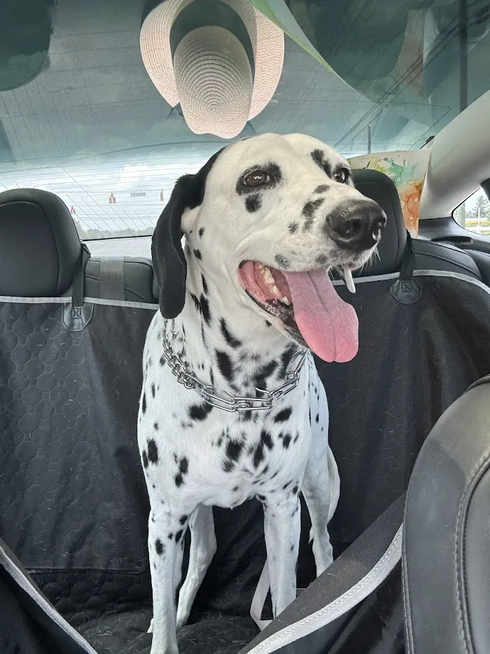 Spring Lake Animal Hospital 3