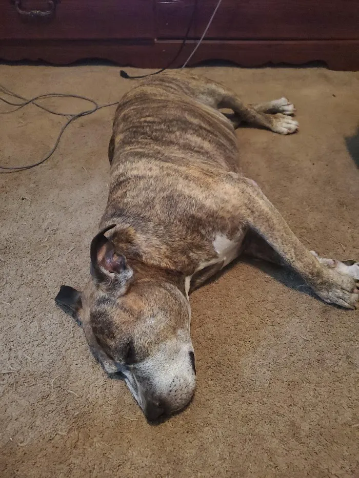 Spring Lake Animal Hospital 8