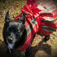 Sigman Veterinary Clinic ico