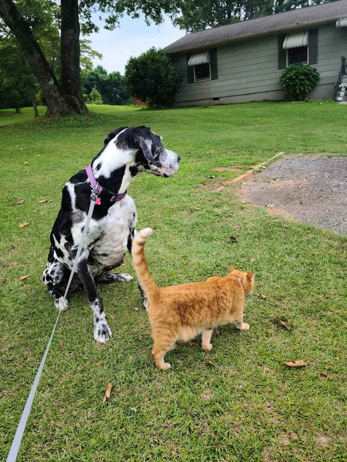 Dennis Veterinary Clinic 12