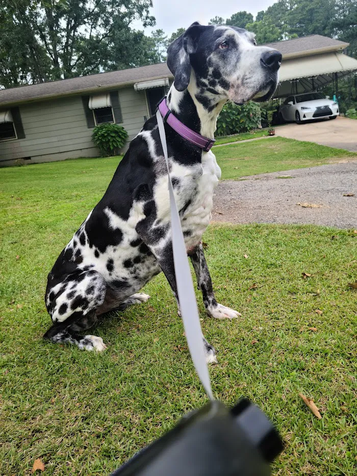 Dennis Veterinary Clinic 12
