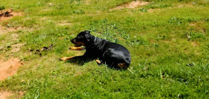 Dennis Veterinary Clinic 12