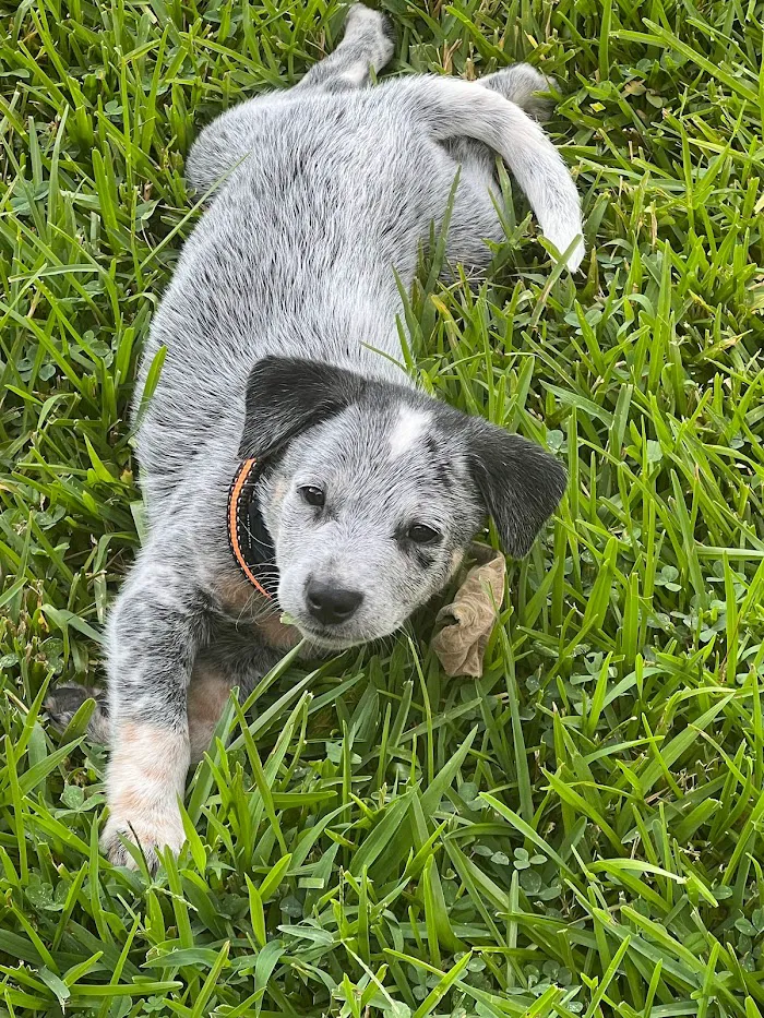 Wellspring Animal Hospital 9