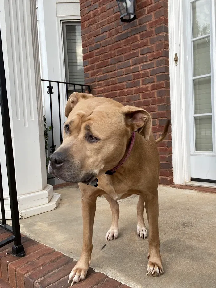 East Metro Animal Emergency Clinic 12