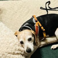 East Metro Animal Emergency Clinic ico