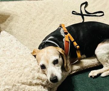 East Metro Animal Emergency Clinic
