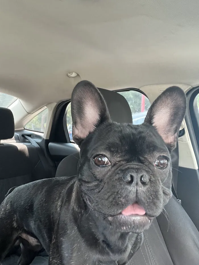 East Metro Animal Emergency Clinic 12
