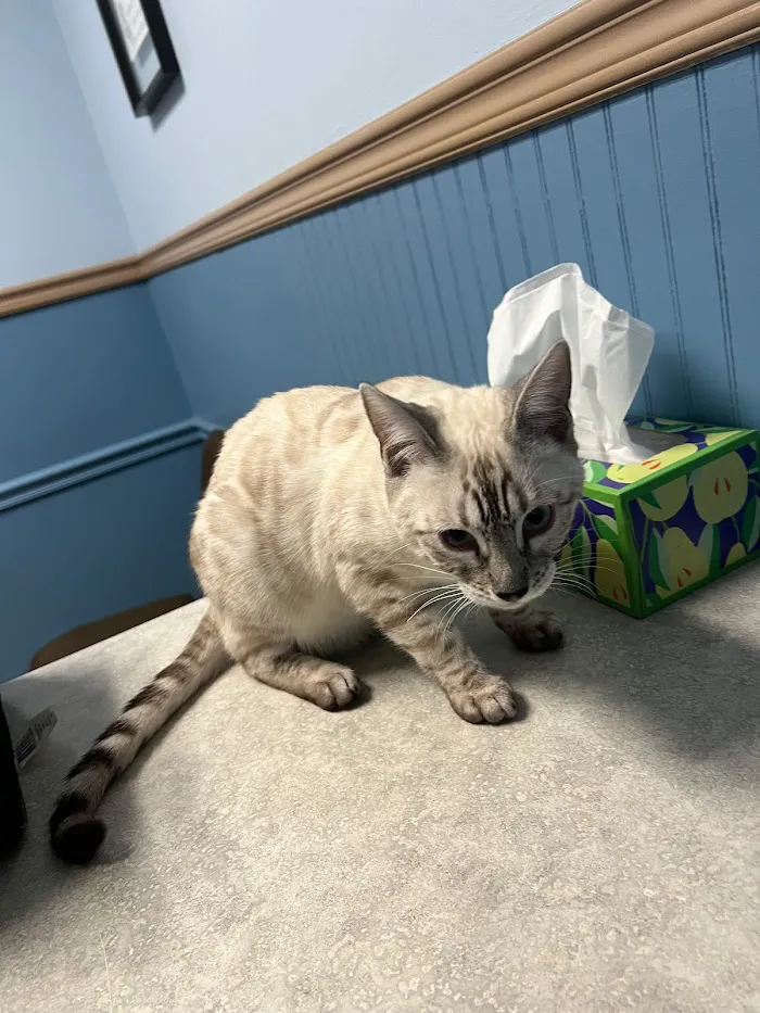 East Metro Animal Emergency Clinic 12