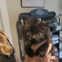 Zebulon Animal Hospital ico