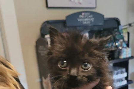 Zebulon Animal Hospital