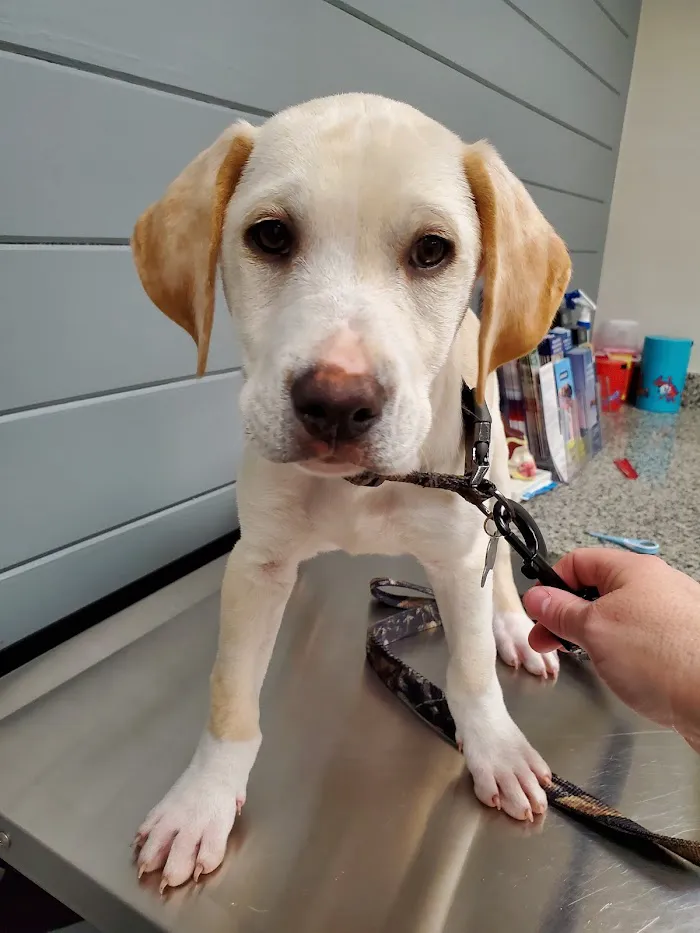 Zebulon Animal Hospital 12