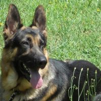 Bethlehem Animal Clinic ico