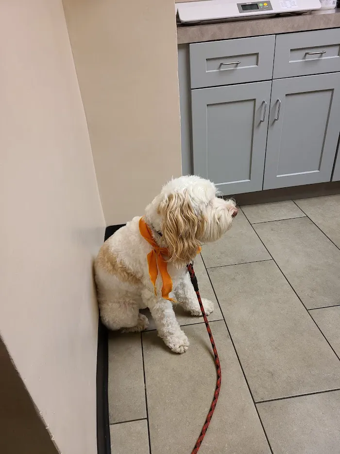 VCA Briarcliff Animal Hospital 1