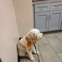 VCA Briarcliff Animal Hospital ico