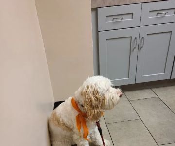 VCA Briarcliff Animal Hospital