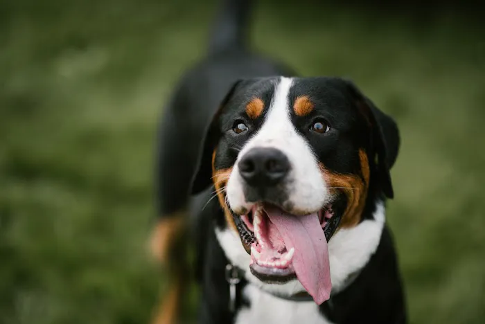 Pet Vaccs Plus 5