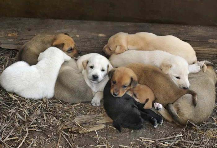 Pet Vaccs Plus 8
