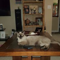 Covington Veterinary Clinic, PC ico
