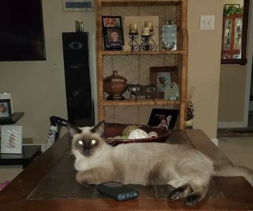 Covington Veterinary Clinic, PC