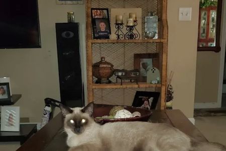 Covington Veterinary Clinic, PC