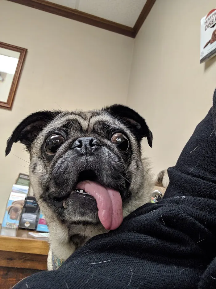 Animal Medical Clinic 12