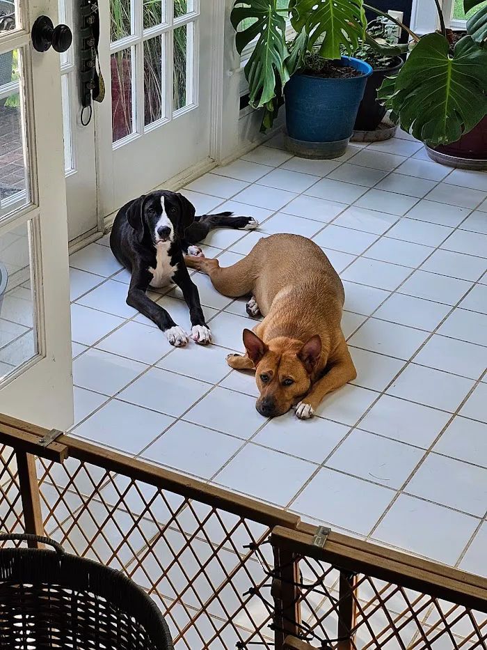 Conyers Animal Hospital 12