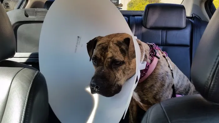 Conyers Animal Hospital 12