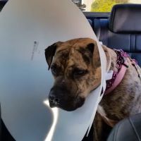 Conyers Animal Hospital ico