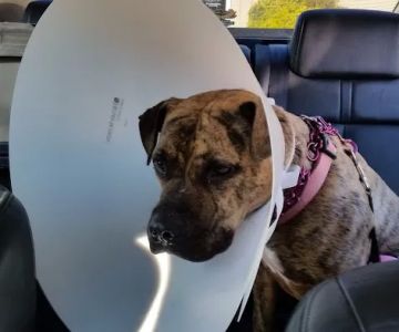 Conyers Animal Hospital