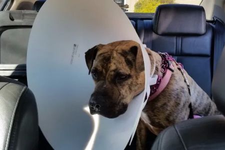 Conyers Animal Hospital