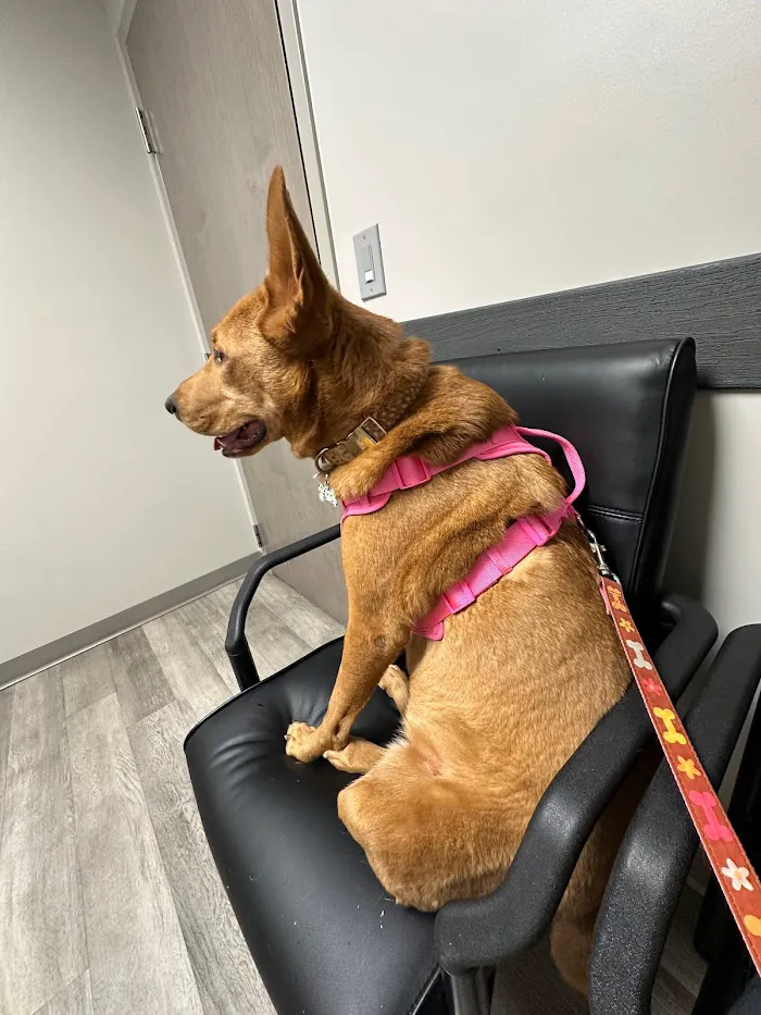Conyers Animal Hospital 12