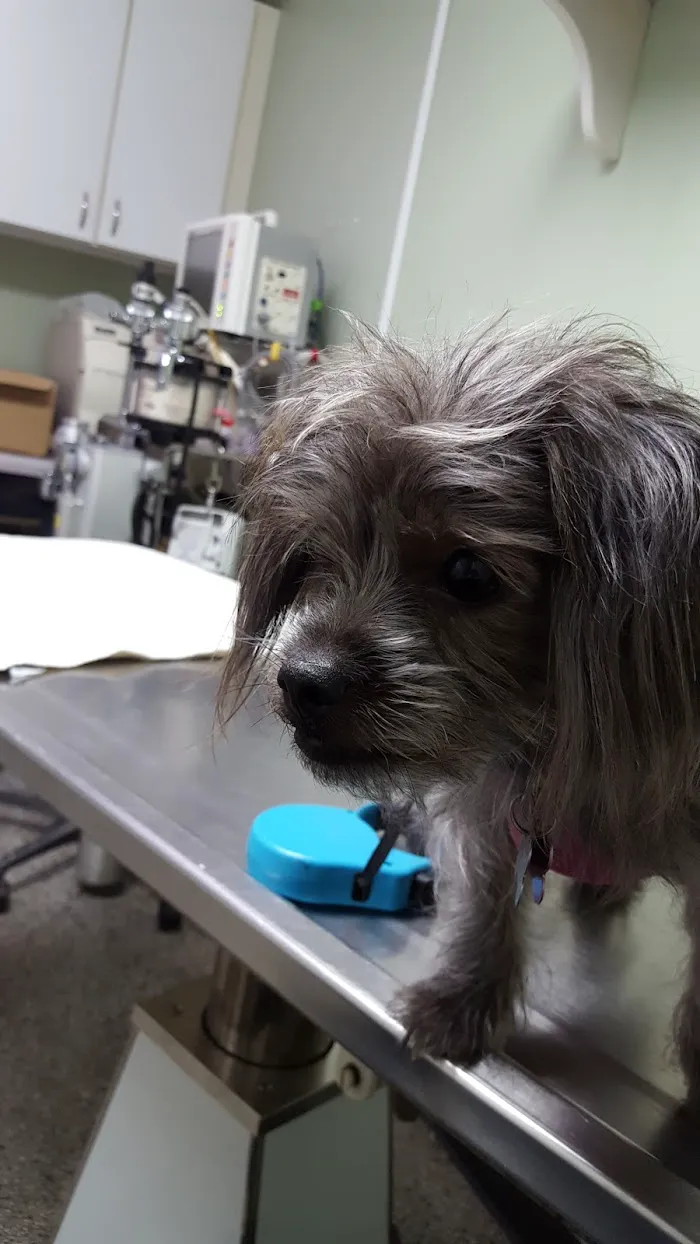 North Dekalb Veterinary Clinic 1