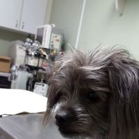 North Dekalb Veterinary Clinic ico