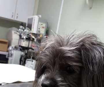 North Dekalb Veterinary Clinic