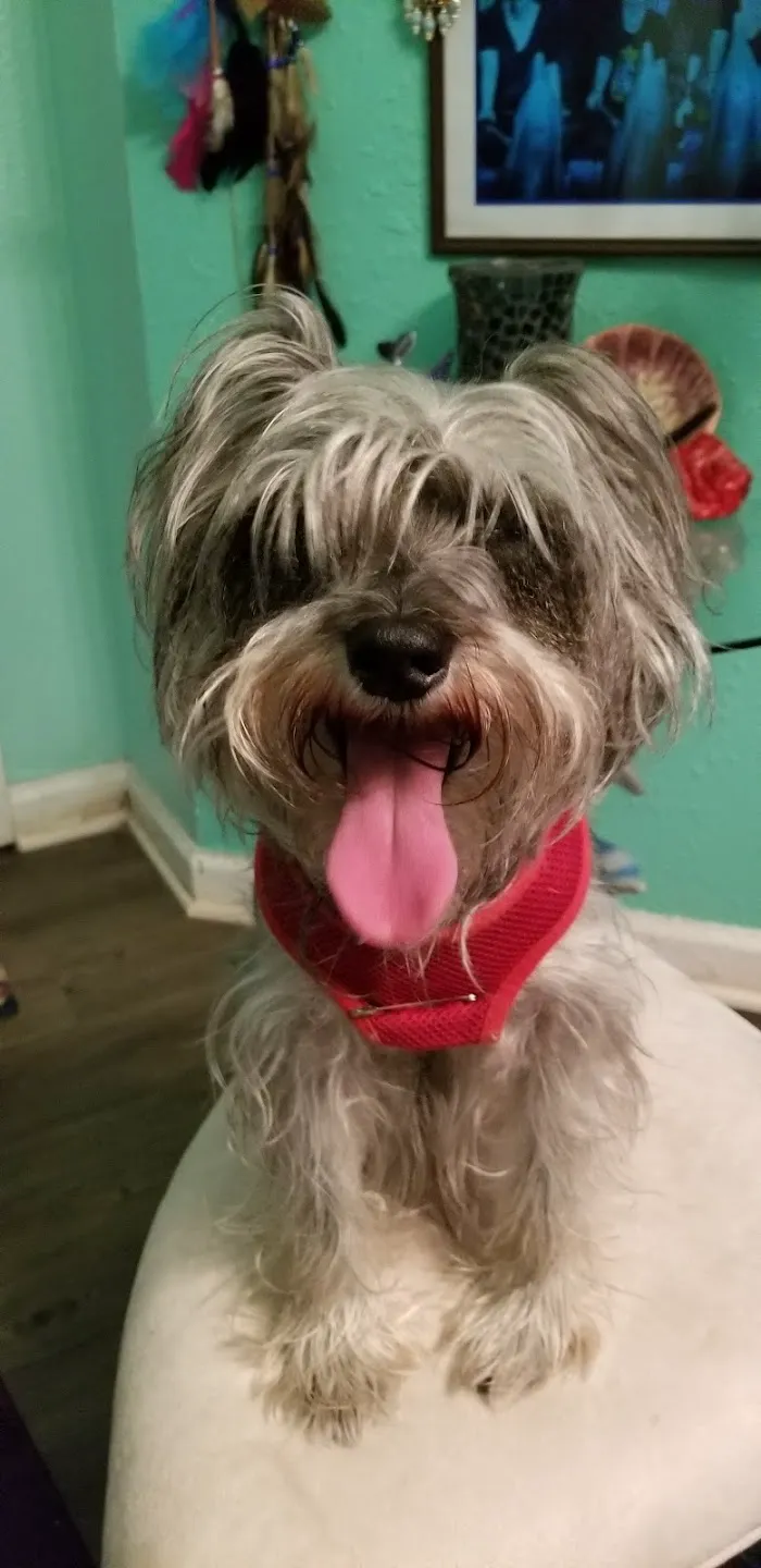 North Dekalb Veterinary Clinic 7