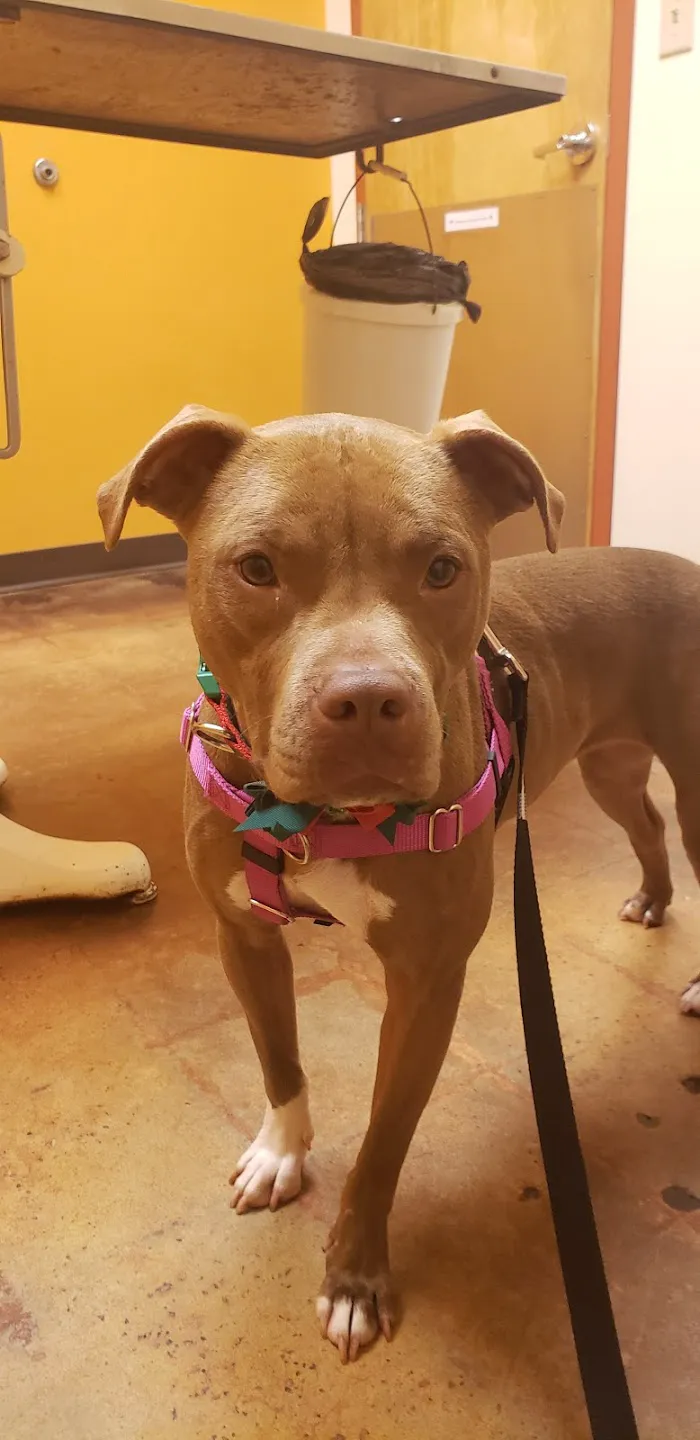 Dearborn Animal Hospital 12
