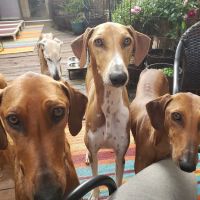 Loving Touch Animal Center ico