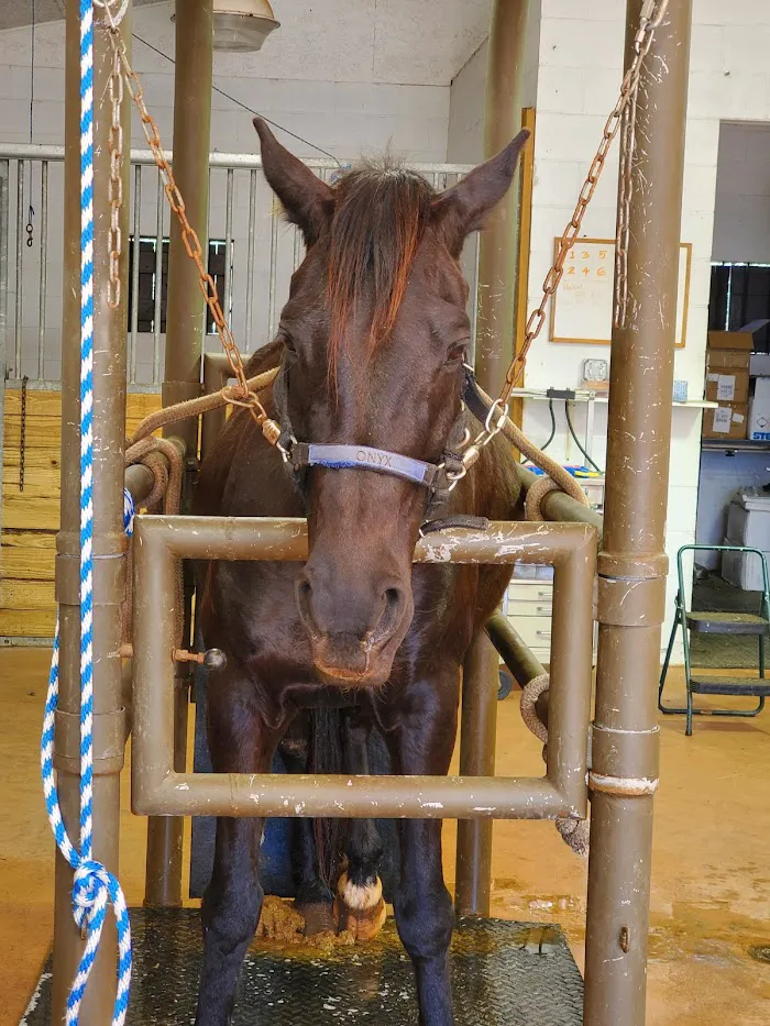 Barnesville Animal Clinic 12
