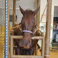 Barnesville Animal Clinic ico