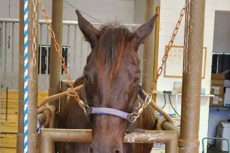 Barnesville Animal Clinic